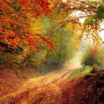 wald mit bäumen im herbst
