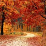 wald im herbst